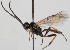  (Phygadeuon cubiceps - FICH-000392)  @14 [ ] CreativeCommons - Attribution Non-Commercial (2012) Marko Mutanen University of Oulu