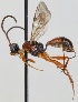  (Dichrogaster aestivalis - FICH-000478)  @14 [ ] CreativeCommons - Attribution Non-Commercial (2012) Marko Mutanen University of Oulu