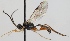  (Dichrogaster - FICH-000484)  @15 [ ] CreativeCommons - Attribution Non-Commercial (2012) Marko Mutanen University of Oulu