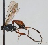  (Ischnus inquisitorius - FICH-000743)  @15 [ ] CreativeCommons - Attribution Non-Commercial (2012) Marko Mutanen University of Oulu