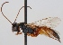  (Heterischnus nigricollis - FICH-000762)  @13 [ ] CreativeCommons - Attribution Non-Commercial (2012) Marko Mutanen University of Oulu