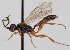  (Stenodontus - FICH-000769)  @14 [ ] CreativeCommons - Attribution Non-Commercial (2012) Marko Mutanen University of Oulu