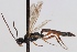  (Tycherus juvenilis - FICH-000802)  @14 [ ] CreativeCommons - Attribution Non-Commercial (2012) Marko Mutanen University of Oulu