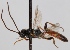  (Tycherus kuhmoensis - FICH-000804)  @13 [ ] CreativeCommons - Attribution Non-Commercial (2012) Marko Mutanen University of Oulu