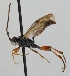  (Cratichneumon dissimilis - FICH-000889)  @13 [ ] CreativeCommons - Attribution Non-Commercial (2012) Marko Mutanen University of Oulu