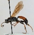  (Ichneumon bucculentus - FICH-000936)  @13 [ ] CreativeCommons - Attribution Non-Commercial (2012) Marko Mutanen University of Oulu