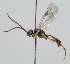  (Isadelphus gallicola - FICH-001022)  @13 [ ] CreativeCommons - Attribution Non-Commercial (2012) Marko Mutanen University of Oulu
