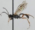  (Pygocryptus - FICH-001030)  @13 [ ] CreativeCommons - Attribution Non-Commercial (2012) Marko Mutanen University of Oulu