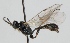  (Charitopes areolaris - FICH-001036)  @13 [ ] CreativeCommons - Attribution Non-Commercial (2012) Marko Mutanen University of Oulu