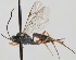  (Meloboris gracilis - FICH-001068)  @11 [ ] CreativeCommons - Attribution Non-Commercial (2012) Marko Mutanen University of Oulu