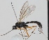  (Glypta gracilis - FICH-001160)  @14 [ ] CreativeCommons - Attribution Non-Commercial (2012) Marko Mutanen University of Oulu