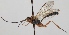  (Cryptopimpla calceolata - FICH-001173)  @11 [ ] CreativeCommons - Attribution Non-Commercial (2012) Marko Mutanen University of Oulu
