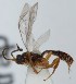  (Stenomacrus sp. 8 - FICH-001316)  @13 [ ] CreativeCommons - Attribution Non-Commercial (2012) Marko Mutanen University of Oulu