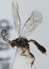 (Stenomacrus sp. 9 - FICH-001318)  @13 [ ] CreativeCommons - Attribution Non-Commercial (2012) Marko Mutanen University of Oulu