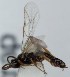  (Stenomacrus sp. 10 - FICH-001319)  @12 [ ] CreativeCommons - Attribution Non-Commercial (2012) Marko Mutanen University of Oulu