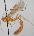  (Enicospilus merdarius - FICH-001454)  @14 [ ] CreativeCommons - Attribution Non-Commercial (2012) Marko Mutanen University of Oulu