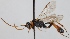  (Tryphon bidentulus - FICH-001509)  @14 [ ] CreativeCommons - Attribution Non-Commercial (2012) Marko Mutanen University of Oulu