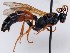  (Spilichneumon celsiae - FICH-001645)  @13 [ ] CreativeCommons - Attribution Non-Commercial (2013) Marko Mutanen University of Oulu