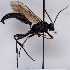  (Stenichneumon culpator - FICH-001655)  @15 [ ] CreativeCommons - Attribution Non-Commercial (2013) Marko Mutanen University of Oulu