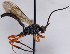  (Cratichneumon flavifrons - FICH-001667)  @14 [ ] CreativeCommons - Attribution Non-Commercial (2013) Marko Mutanen University of Oulu