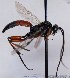  (Platylabus neglectus - FICH-001678)  @12 [ ] CreativeCommons - Attribution Non-Commercial (2013) Marko Mutanen University of Oulu