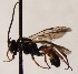  (Ctenochira angulata - FICH-001771)  @13 [ ] CreativeCommons - Attribution Non-Commercial (2016) Marko Mutanen University of Oulu