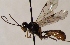  (Kristotomus - FICH-001785)  @13 [ ] CreativeCommons - Attribution Non-Commercial (2016) Marko Mutanen University of Oulu