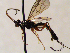  (Glypta ceratites - FICH-001818)  @14 [ ] CreativeCommons - Attribution Non-Commercial (2016) Marko Mutanen University of Oulu