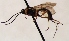  (Glypta fronticornis - FICH-001820)  @13 [ ] CreativeCommons - Attribution Non-Commercial (2016) Marko Mutanen University of Oulu