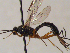  (Glypta schneideri - FICH-001823)  @12 [ ] CreativeCommons - Attribution Non-Commercial (2016) Marko Mutanen University of Oulu