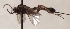  (Glypta rufata - FICH-001834)  @14 [ ] CreativeCommons - Attribution Non-Commercial (2016) Marko Mutanen University of Oulu