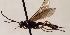  (Glypta vulnerator - FICH-001840)  @13 [ ] CreativeCommons - Attribution Non-Commercial (2016) Marko Mutanen University of Oulu