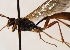  (Hadrodactylus villosulus - FICH-001914)  @12 [ ] CreativeCommons - Attribution Non-Commercial (2016) Marko Mutanen University of Oulu
