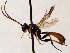  (Tryphon obditus - FICH-002014)  @14 [ ] CreativeCommons - Attribution Non-Commercial (2016) Marko Mutanen University of Oulu