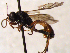  (Tryphon hinzi - FICH-002022)  @14 [ ] CreativeCommons - Attribution Non-Commercial (2016) Marko Mutanen University of Oulu