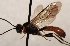  (Rhorus chrysopus - FICH-002057)  @14 [ ] CreativeCommons - Attribution Non-Commercial (2016) Marko Mutanen University of Oulu