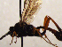  (Exetastes laevigator - FICH-002070)  @13 [ ] CreativeCommons - Attribution Non-Commercial (2016) Marko Mutanen University of Oulu