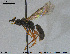  ( - HymVM241)  @12 [ ] CreativeCommons - Attribution Non-Commercial Share-Alike (2016) NTNU University Museum, Department of Natural History NTNU University Museum, Department of Natural History