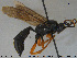  ( - HymVM242)  @14 [ ] CreativeCommons - Attribution Non-Commercial Share-Alike (2016) NTNU University Museum, Department of Natural History NTNU University Museum, Department of Natural History