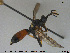  ( - HymVM244)  @14 [ ] CreativeCommons - Attribution Non-Commercial Share-Alike (2016) NTNU University Museum, Department of Natural History NTNU University Museum, Department of Natural History