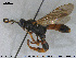  ( - HymVM245)  @13 [ ] CreativeCommons - Attribution Non-Commercial Share-Alike (2016) NTNU University Museum, Department of Natural History NTNU University Museum, Department of Natural History