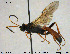  (Aoplus biannulatorius - HymVM275)  @14 [ ] Creative Commons  Attribution Non-Commercial Share-Alike (2016) NTNU University Museum, Department of Natural History NTNU University Museum, Department of Natural History