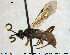  (Homotherus - HymVM276)  @14 [ ] Creative Commons  Attribution Non-Commercial Share-Alike (2016) NTNU University Museum, Department of Natural History NTNU University Museum, Department of Natural History