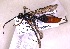  (Ctenichneumon devylderi - HYMNI3774)  @11 [ ] Creative Commons  Attribution Non-Commercial Share-Alike (2037) NTNU University Museum, Department of Natural History NTNU University Museum, Department of Natural History