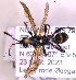  (Ichneumon rudolphi - HYMNI3782)  @11 [ ] Creative Commons  Attribution Non-Commercial Share-Alike (2045) NTNU University Museum, Department of Natural History NTNU University Museum, Department of Natural History