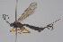  ( - HYMNI3860)  @11 [ ] Creative Commons  Attribution Non-Commercial Share-Alike (2025) NTNU University Museum, Department of Natural History NTNU University Museum, Department of Natural History