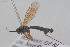  ( - HYMNI3865)  @11 [ ] Creative Commons  Attribution Non-Commercial Share-Alike (2025) NTNU University Museum, Department of Natural History NTNU University Museum, Department of Natural History