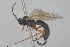  ( - HYMNI3866)  @11 [ ] Creative Commons  Attribution Non-Commercial Share-Alike (2025) NTNU University Museum, Department of Natural History NTNU University Museum, Department of Natural History