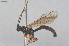  ( - HYMNI3867)  @11 [ ] Creative Commons  Attribution Non-Commercial Share-Alike (2025) NTNU University Museum, Department of Natural History NTNU University Museum, Department of Natural History