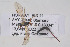  ( - HYMNI3873)  @11 [ ] Creative Commons  Attribution Non-Commercial Share-Alike (2025) NTNU University Museum, Department of Natural History NTNU University Museum, Department of Natural History